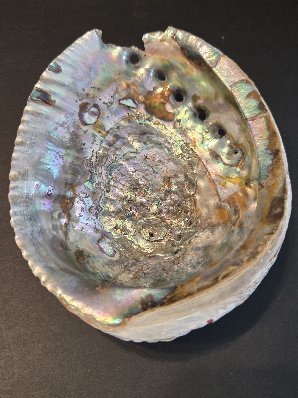 🌈 Natural Abalone Shell Iridescent Rainbow 6.5–7" 4.62 oz
